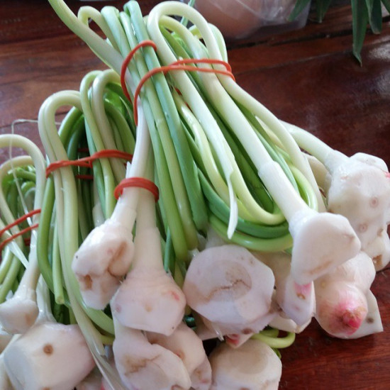 Galangal Root and Shoot 1 kg
