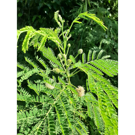 Horse Tamarind Leaf / Lead Tree100g
