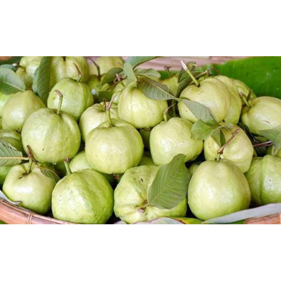 Kimju Guava Fruit 1kg 