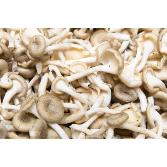 Lentinus / Kon Kaw Mushroom 1kg
