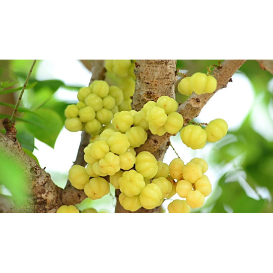 Star Gooseberry 1kg