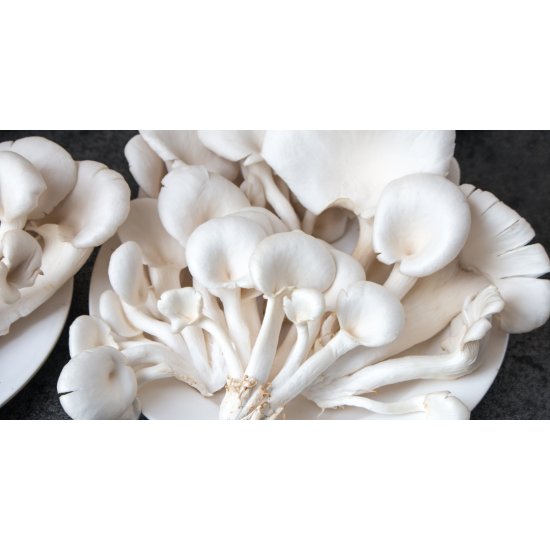 Phoenix Mushroom 1kg