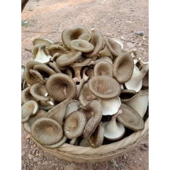 Fossil Mushroom / Kradang Mushroom 1kg