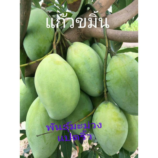 Sour Mango Kaew Kamin 1kg