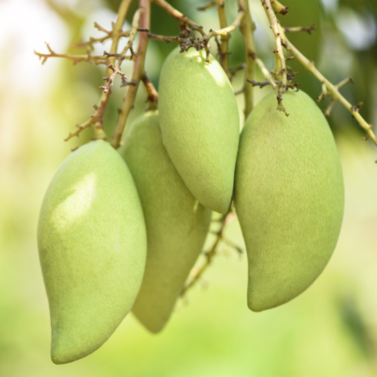 Sour Mango Nam Dok Mai 1kg