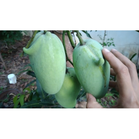 Sour Mango RAD 1kg