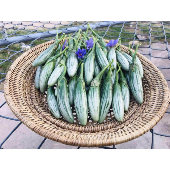 Striped Eggplant 1kg