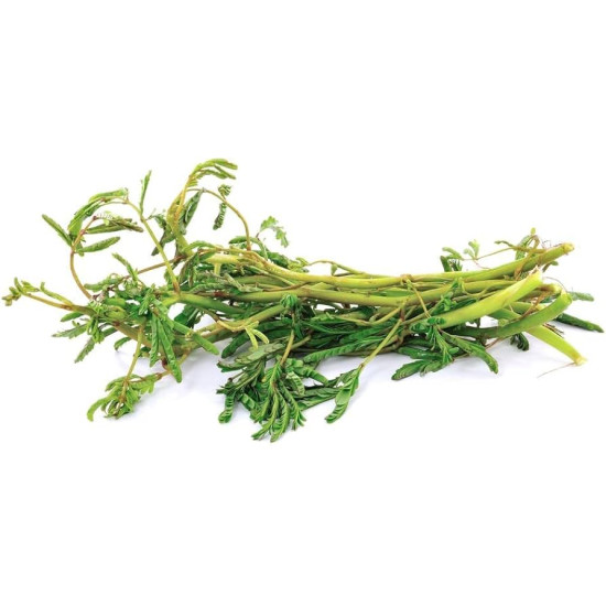 Water Mimosa 200g