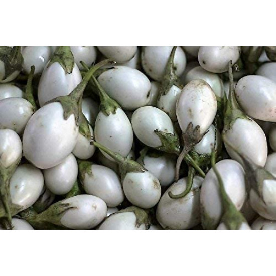 Small White Eggplant 1kg